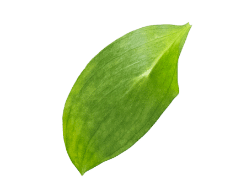 برگ3