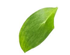 برگ3