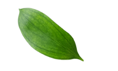 برگ 2