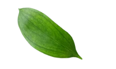 برگ 2