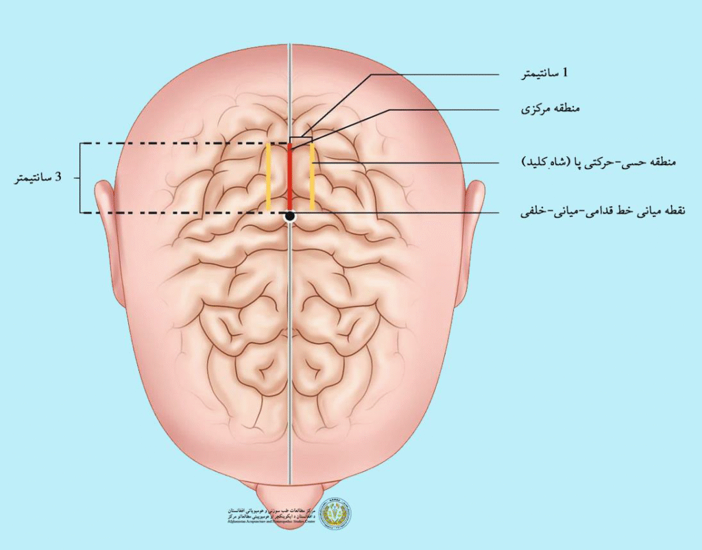 منطقه حسی و حرکتی پ ا
